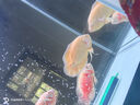 創(chuàng  )星魚(yú)缸魚(yú)池過(guò)濾器循環(huán)泵造浪三合一增氧泵創(chuàng  )吸糞寧變頻潛抽水泵靜音 【適120-160cm缸40W】GXS-6000 曬單實(shí)拍圖