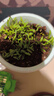 德沃多肥料薰衣草學(xué)生DIY兒童趣味種植盆栽套裝植物種子觀(guān)察幼兒園迷你盆栽 曬單實(shí)拍圖
