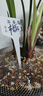 華香園綠植花卉 蘭花苗 濃香四季蘭 建蘭 【市長紅】 辦公室內(nèi) 盆栽盆景 市長紅 2苗 不帶花苞 裸根發(fā)貨 曬單實拍圖