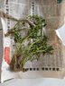 特價(jià)重瓣混色太陽花苗帶根盆栽苗四季開花陽臺(tái)大花植物帶花苞庭院 超值精選：11-12株重瓣大花【6-10色】 農(nóng)場直發(fā)【精選帶根】+爆花肥 曬單實(shí)拍圖