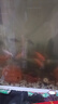 魚(yú)飼料魚(yú)食小顆?？兹隔~(yú)斑馬小金魚(yú)斗魚(yú)熱帶魚(yú)上浮小型魚(yú)專(zhuān)用魚(yú)糧 0.3mm增體増艷上浮魚(yú)糧丨適合2-4厘米魚(yú)體 高蛋白丨520ml/瓶+喂食勺 上浮顆粒丨不渾水丨不噴油丨增體丨増艷 曬單實(shí)拍圖