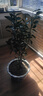 CHUANGSHIJI沙糖桔樹(shù)苗南方北方種植橘子樹(shù)苗柑桔果樹(shù)果苗嫁接砂糖地栽盆栽 7年精選造型 (當年結果)帶土球發(fā) 81cm(含)-110cm(含) 曬單實(shí)拍圖