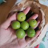 三月李酸脆李子新鮮當季孕婦水果青李子 1斤裝 曬單實(shí)拍圖