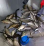 魚誘冬季鯽魚專用餌料黑坑通殺鯽魚大板鯽濃腥香釣魚餌料野釣四季餌料 1袋裝（鯽魚專用） 曬單實(shí)拍圖