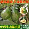 哈斯牛油果樹(shù)苗嫁接苗鱷梨苗水果樹(shù)苗南北方種植盆栽地栽當年結果 桂墾牛油果（帶土帶葉發(fā)貨) 嫁接三年苗 曬單實(shí)拍圖