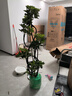 大型盆栽各種植物發(fā)財樹金錢樹綠蘿慶典喬遷盆景綠植辦公室內(nèi)客廳 造型鴨腳木1.2-1.4米【聚寶盆】 含盆 曬單實拍圖