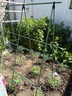虹慍黃瓜爬藤架豆角架桿西紅柿架種菜蔬菜搭棚子架植物支撐桿包塑鋼管 11粗 長(cháng)150*高150 5橫8豎 曬單實(shí)拍圖