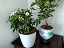 愛優(yōu)尚梔子花小盆栽室內(nèi)濃香花卉綠植庭院四季開花鮮花源頭直發(fā) 曬單實拍圖