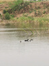 釣魚打窩器手竿野釣拋投餌器沉底打底漁具筏釣精準(zhǔn)遠(yuǎn)投定點(diǎn)打食器 黑色【中號9.5cm】-1個(裸裝) 曬單實(shí)拍圖