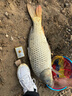 老鬼（OLDGHOST） 老鬼918魚(yú)餌料2號3#釣餌速功魚(yú)料秋冬季野釣鯽魚(yú)鯉魚(yú)配方腥味 螺鯉2#【濃腥】340g 曬單實(shí)拍圖
