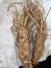 長(cháng)白山鮮人參山參禮盒新鮮泡酒東北人生鮮參吉林專(zhuān)用林下參特大 單棵 100g 曬單實(shí)拍圖