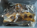 Royal sasa皇家莎莎豹紋蝴蝶結(jié)抓夾設(shè)計(jì)感后腦勺大號(hào)鯊魚夾發(fā)量多高級(jí)感發(fā)夾 曬單實(shí)拍圖