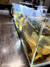 寵小帥石墨烯爬寵加熱墊智能控溫加熱器烏龜蜥蜴守宮蛇飼養(yǎng)箱魚缸加熱板 【5.5W】12*18cm石墨烯加熱墊 曬單實拍圖