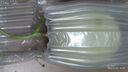 京源采山東玉菇甜瓜蜜瓜新鮮水果批發(fā)當季香瓜哈密瓜孕婦當季水果整箱 優(yōu)選帶箱5斤冰淇淋甜瓜 曬單實拍圖