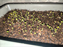 全新雞毛菜種子 四季播種抗熱耐寒蔬菜種子小白菜籽有機小青菜籽 【約4087粒】2包 包發(fā)芽 曬單實拍圖