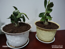 重瓣沙漠玫瑰盆栽花苗老樁植物四季花卉綠室內(nèi)陽臺小盆景好養(yǎng)易活 精品混色8年苗【發(fā)兩盆】原盆原土【當(dāng)年開花爆盆+肥 曬單實拍圖
