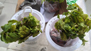 薄荷教室植物盆栽留蘭香驅(qū)蚊好養(yǎng)活植物綠植陽臺四季常青盆栽好養(yǎng) 2盆薄荷+2個透明吸水盆 曬單實(shí)拍圖