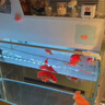 魚缸清洗神器魚缸水質(zhì)凈化劑魚缸凈水劑50年不換水去綠去黃水神器 150ml 1瓶 【魚缸水質(zhì)凈化劑】 曬單實拍圖