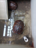 奈寵（NaiChong）小烏龜飼料通用龜糧魚干蝦干淡水巴西草龜料顆粒專用營養(yǎng)食物糧 六合一龜糧1000g桶裝 大粒5mm【適合15厘米以上的龜】 曬單實拍圖
