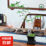 【觀音竹盆景】米竹客廳辦公植物綠中式竹子觀賞盆栽意境綠植花卉 紫砂盆紅觀音高60-70+底座 曬單實(shí)拍圖
