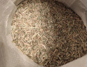 匍匐型剪股穎草籽高爾夫球場(chǎng)庭院別墅綠化高檔草坪剪股穎種子 細弱型剪股穎【純草籽250克】 曬單實(shí)拍圖