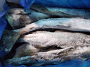 新鮮明太魚鮮活冷凍棒棒魚深海無頭狹鱈魚10斤海魚免處理整條商用 5斤裝   (8兩-1斤/條) 去頭去內(nèi)臟 曬單實拍圖