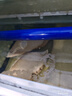 派樂(lè)特 蛋白棉魚缸過(guò)濾材料過(guò)濾棉高凈水過(guò)濾黃水 蛋白棉500g 曬單實(shí)拍圖