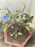 蒂花妍枯草芽孢菌桿菌農(nóng)用微生物菌肥枯草桿菌菌劑菌肥菌種防病肥料 曬單實(shí)拍圖