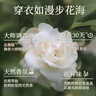 蔬果園洗衣液茉莉白山茶8斤持久留香72小時洗衣液除菌除螨快速去污潔凈 曬單實拍圖