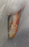 產(chǎn)地直采寧德冰鮮黃花魚400g-500g/條 曬單實(shí)拍圖