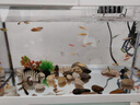 闊庭（KUOTING）魚缸懶人魚缸家用客廳辦公室金魚缸過濾魚缸白色款 曬單實(shí)拍圖