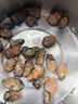 瀚牧淡曬大號生蠔干海蠣干不抽油生曬牡蠣肉干蠔鼓肉海鮮海產(chǎn)金蠔干 500g大號生蠔干 曬單實(shí)拍圖