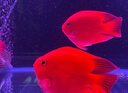 血紅鸚鵡魚活魚發(fā)財(cái)魚熱帶觀賞魚淡水風(fēng)水魚苗元寶血紅財(cái)神精品魚 6-7cm鸚鵡幼魚1條 僅[限1條]多拍 曬單實(shí)拍圖