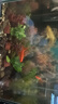 勝畫(huà)魚(yú)缸水草植物直接入缸真水草凈化竹節草蜈蚣草懶人養魚(yú)水草造景 【百花齊放套餐B】40-50CM缸套餐 曬單實(shí)拍圖
