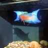 中國斗魚(yú)觀(guān)賞斗魚(yú)活體耐養好養奧火冷水魚(yú)好養耐活天使魚(yú)孔雀魚(yú) 澳火公6-7公分，母4公分一對 曬單實(shí)拍圖