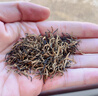 歡樂婆武夷山金駿眉茶葉特級正宗紅茶桐木關金俊眉濃香型禮罐裝禮盒裝 500g 曬單實拍圖