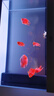 漢霸超白玻璃魚(yú)缸客廳家用2025年新款大型水族箱生態(tài)底濾智能懶人金魚(yú) 淺灘灰 靠墻116cm長(cháng)x40cm寬x75cm+80cm高 曬單實(shí)拍圖
