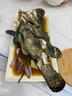 喵和漁【活鮮】鮮活石斑魚龍膽魚 活魚老虎斑鮮活海鮮 1.5-1.6斤/一條 曬單實(shí)拍圖
