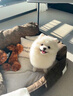喵然心動(dòng) 博美犬幼犬寵物狗狗活體幼崽俊介茶杯犬活物小奶狗哈多利搏美 寵物級 【白博美】 曬單實(shí)拍圖