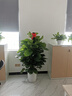大葉綠蘿柱盆栽客廳大型綠植辦公室內(nèi)清新空氣新房好養(yǎng)綠籮 大葉綠蘿柱1.4-1.5米-原盆原土 曬單實(shí)拍圖