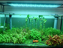 臨雅魚缸水培植物富貴竹竹林造景新手水草缸四季常綠水養(yǎng)盆栽水生綠植 竹林黃沙套餐一(30缸推薦) 曬單實拍圖