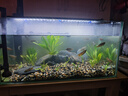 瘋狂水草魚缸造景裝飾溪流石底部砂石天然溪流缸南美缸造景石烏龜躲避曬臺 溪流缸造景套餐（40-50cm缸） 曬單實拍圖