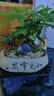 自然空間招財樹盆栽室內(nèi)盆景送禮 知足常樂奇趣發(fā)財樹+兔+225座 源頭直發(fā) 曬單實拍圖