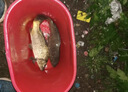 鄧剛推薦釣魚太空豆特級組合套裝全套刻度鉛八字環(huán)硅膠漂座漁具小 20套 黑色太空豆 8字環(huán) 鉛皮 L 曬單實拍圖