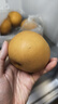 京地達碭山早熟秋月梨凈重5斤單果約300g 新月蜜梨香梨子 源頭直發(fā) 包郵 曬單實拍圖