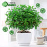 綠有意防驅(qū)蚊草正宗清香盆栽胡椒木老樁室內(nèi)綠植好養(yǎng)植物陽臺花卉盆景苗 中苗清香驅(qū)蚊+早安吸水盆一盆（送肥料） 含盆 曬單實拍圖