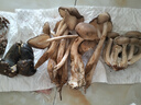 知鮮之鮮新鮮云南野生菌組合【順豐空運】羊肚菌牛肝菌見手青煲湯火鍋食材 新鮮野生菌組合 兩斤裝 曬單實拍圖