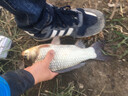 達瓦本川日本進口原絲達瓦本川大物線臺釣魚線主線成品線組湖庫巨物線子線 50米【專業(yè)大物線】子系 18號 曬單實拍圖