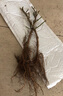 夜來(lái)香盆栽綠植濃香型千里香驅(qū)蚊植物室內(nèi)庭院陽(yáng)臺(tái)四季花卉好養(yǎng)活 精選8年苗【原盆土發(fā)貨】開(kāi)爆滿+肥 曬單實(shí)拍圖