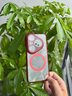 奢甲【鏡頭膜支架-磁吸充電】華為pura80Pro手機殼新款p80高透裸感超薄全包pura80ultra保護套時尚高級 磁吸款【紅色】鏡頭支架-高清高透-秀出新機 華為pura80 曬單實拍圖